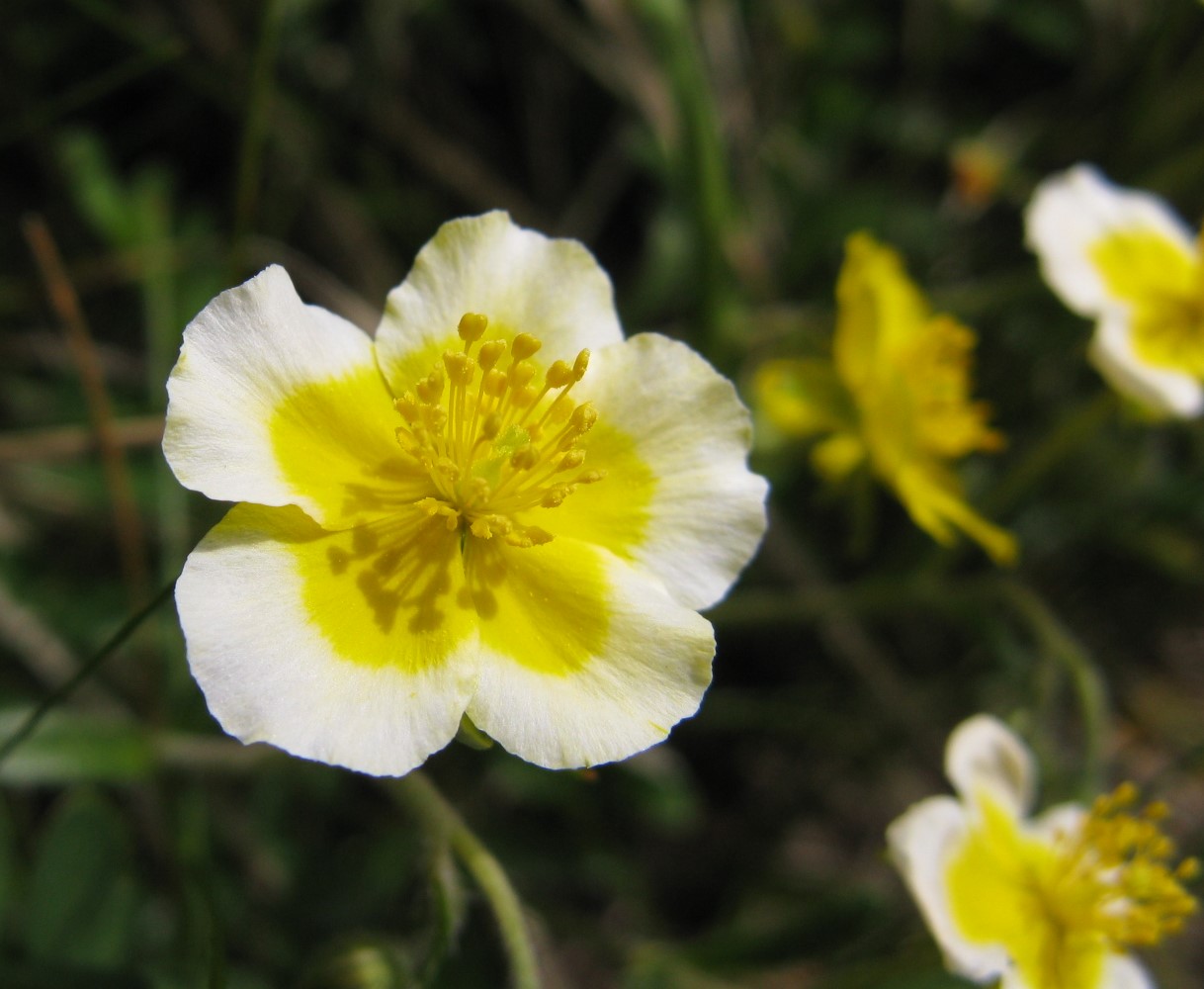 potentilla? No, Helianthemum